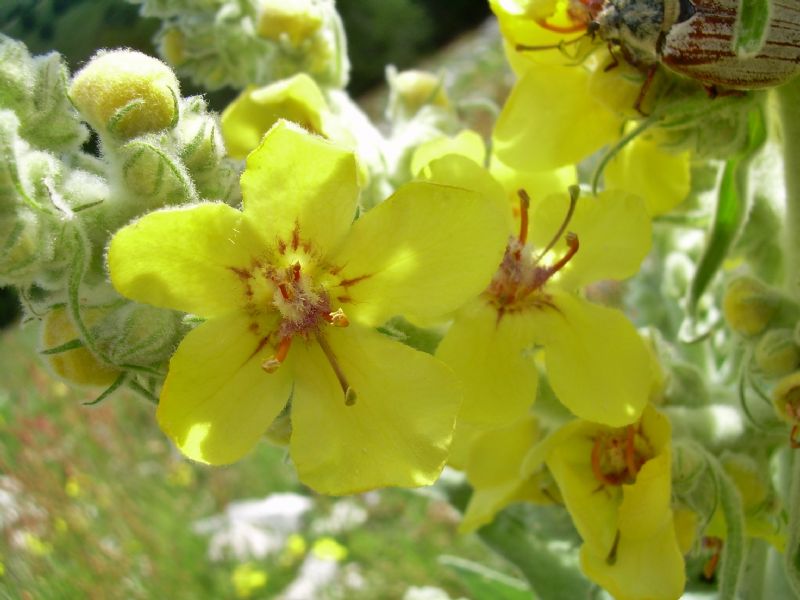 Verbascum phlomoides  (Lamiales - Scrophulariaceae)